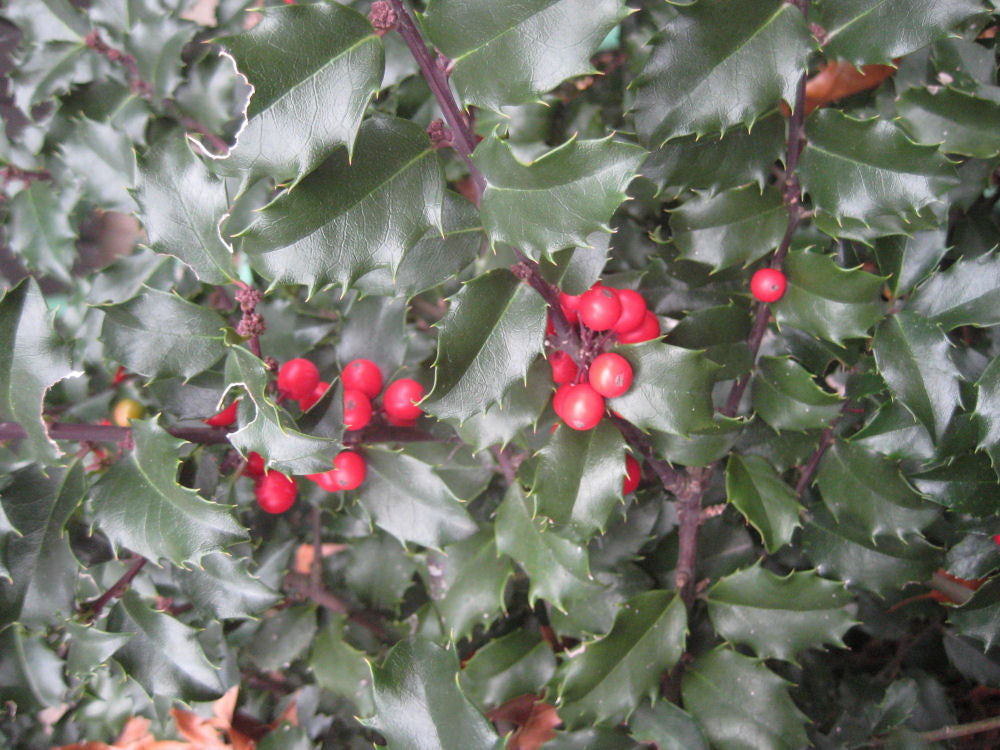 Blue Princess™ Holly (Ilex x meserveae &