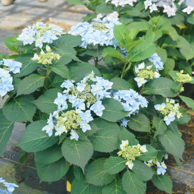 Tuff Stuff Ah-Ha® Reblooming Mountain Hydrangea (Hydrangea &