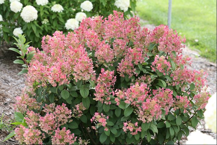 Little Quick Fire® Panicle Hydrangea (Hydrangea pan ‘Little Quick Fire&