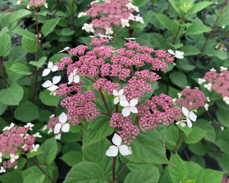 Invincibelle Lace® Smooth hydrangea (Hydrangea arborescens &