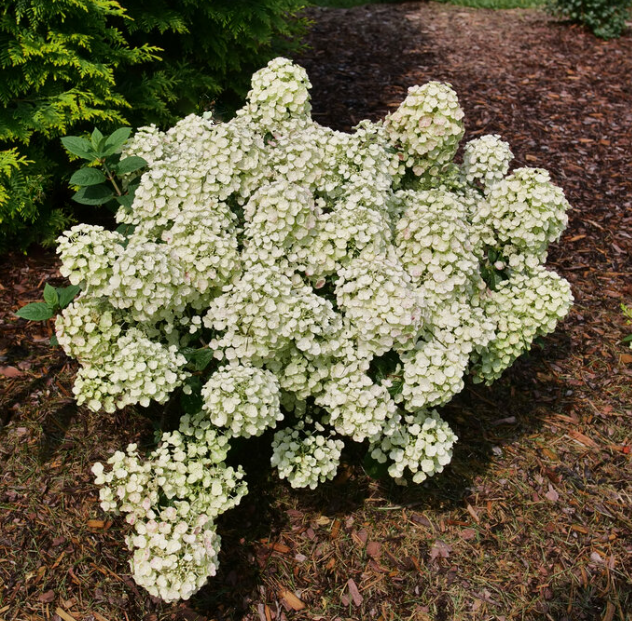 Tiny Quick Fire® Panicle Hydrangea (Hydrangea &