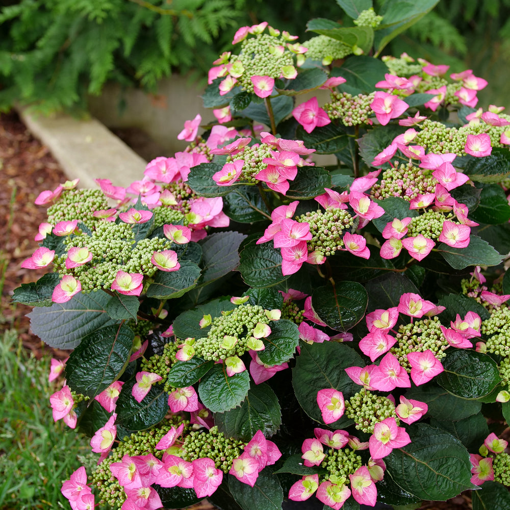 Tuff Stuff Top Fun® Reblooming Mountain Hydrangea (Hydrangea &