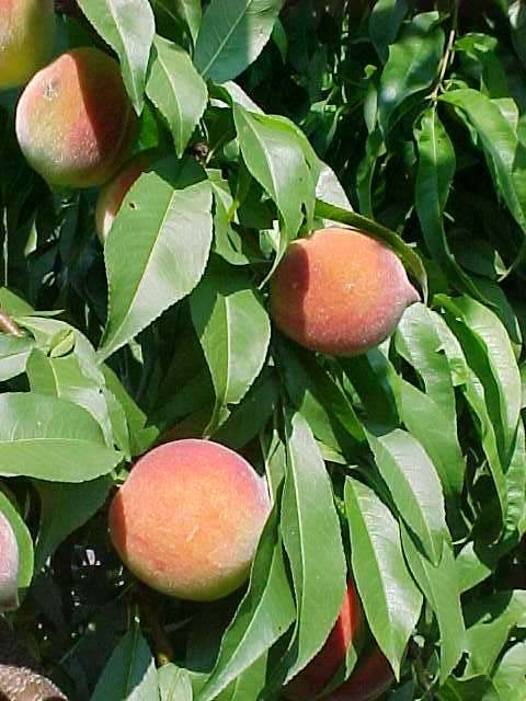 Reliance Peach (Prunus persica &