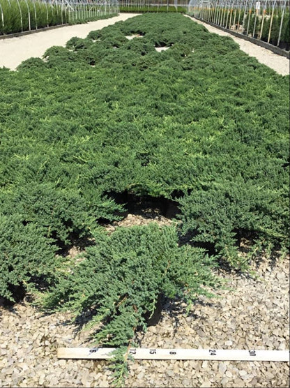 Dwarf Japanese Garden Juniper (Juniperus chinensis &
