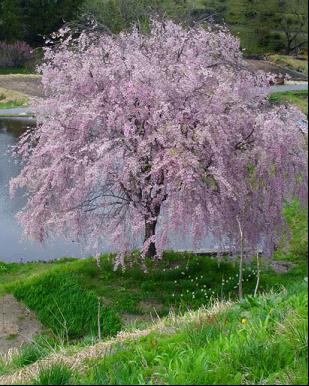 Pink Snow Showers Weeping Cherry (Prunus x &