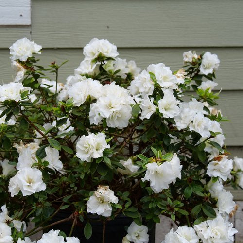 Perfecto Mundo® Double White Reblooming Azalea (Azalea &