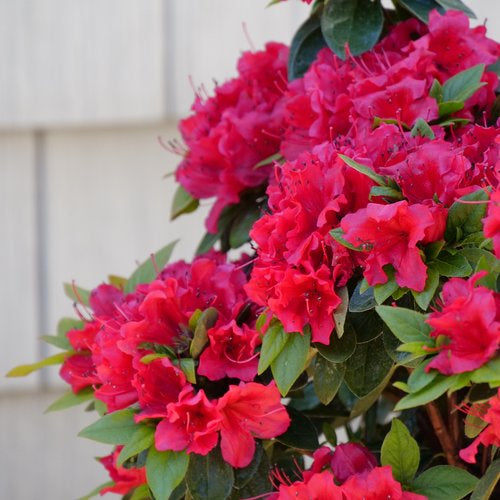 Perfecto Mundo® Red Reblooming Azalea (Azalea &