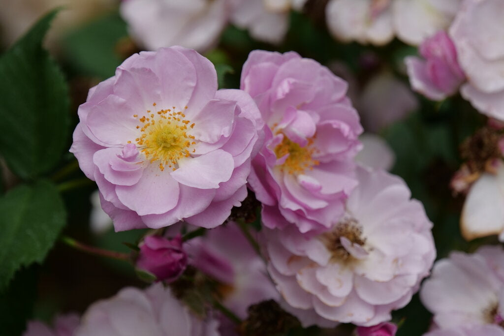 Rise Up Lilac Days™ Rose (Rosa rise &