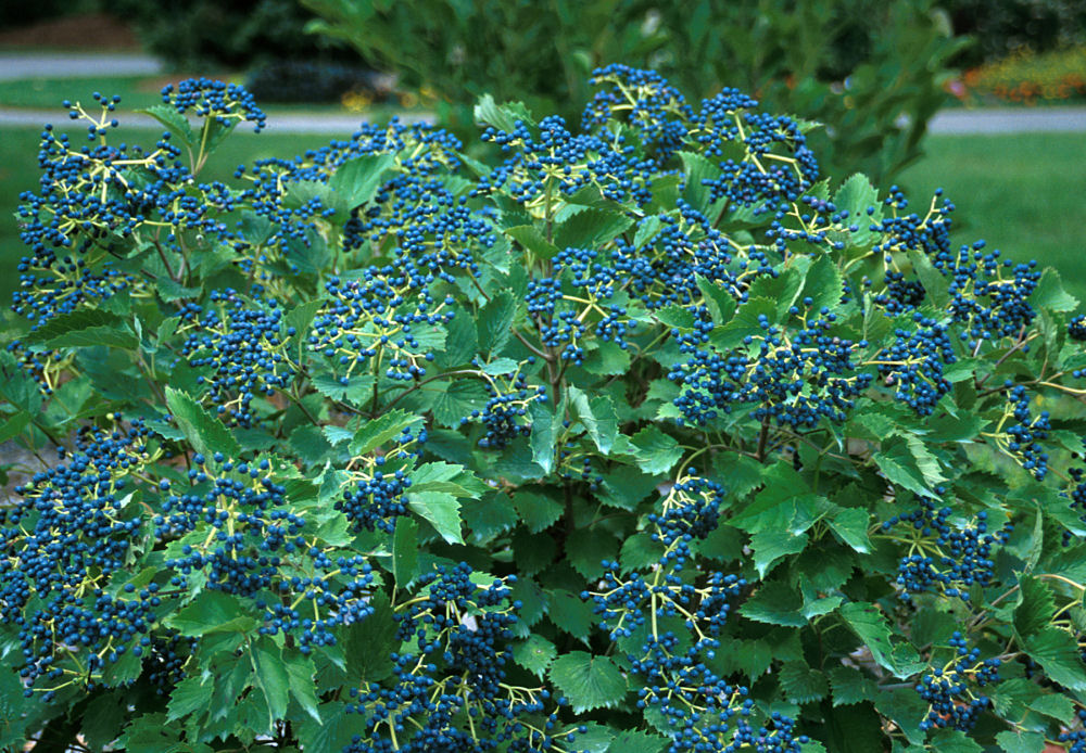 Blue Muffin® Arrowwood Viburnum (Viburnum dentatum &