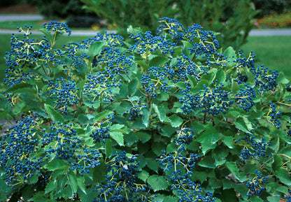 Blue Muffin® Arrowwood Viburnum (Viburnum dentatum &