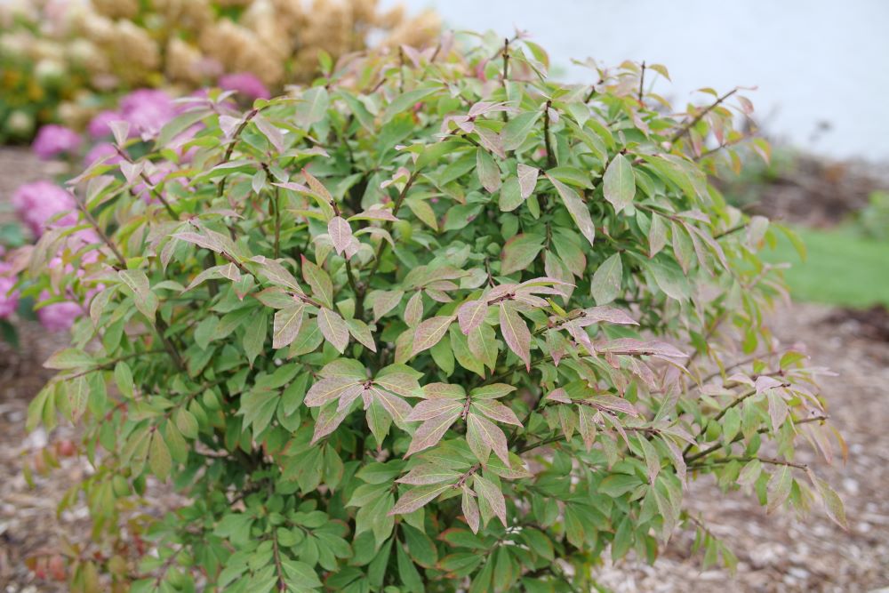 Fire Ball Seedless® Burning Bush (Euonymus alatus Fire Ball Seedless®) - QT