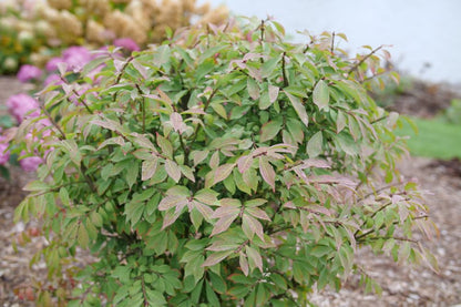 Fire Ball Seedless® Burning Bush (Euonymus alatus Fire Ball Seedless®) - QT