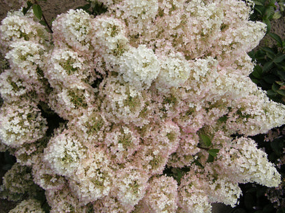 Bobo® Panicle Hydrangea (Hydrangea paniculata &