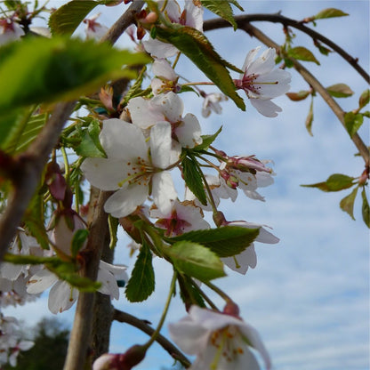 Weeping Higan Flowering Cherry (Prunus subhirtella &