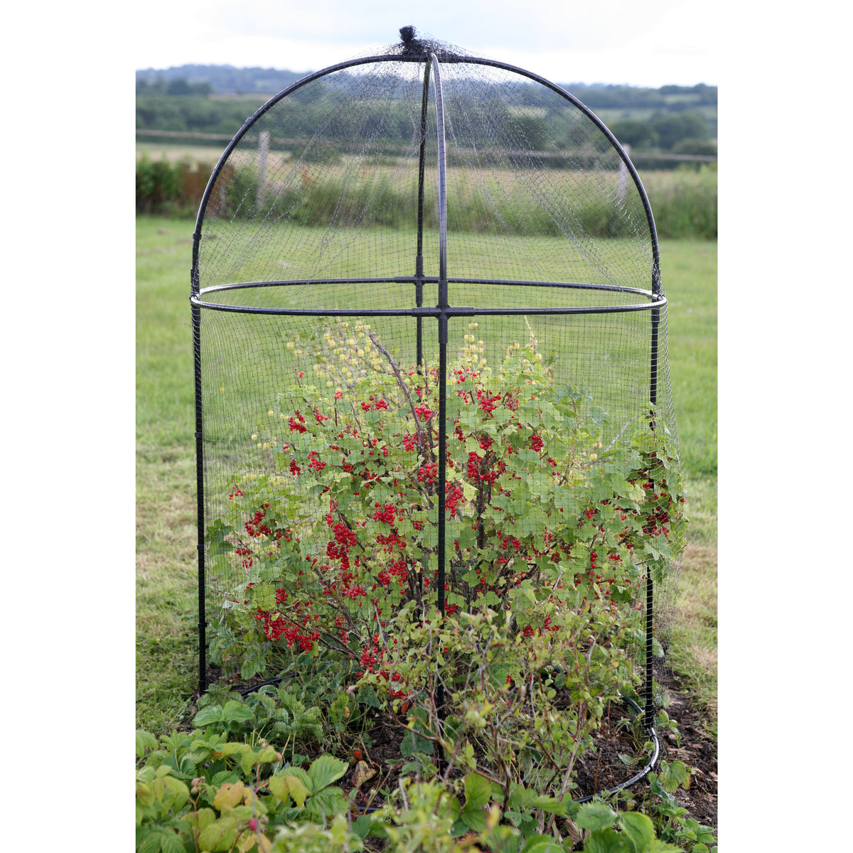 Round Fruit Cage