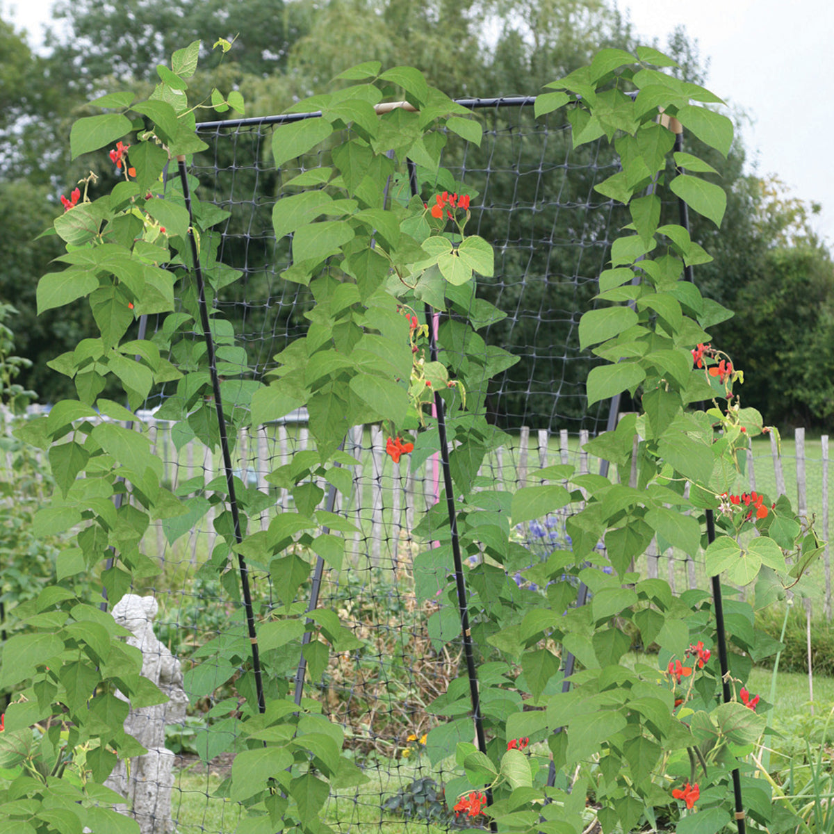 Pea &amp; Bean Steel Frame