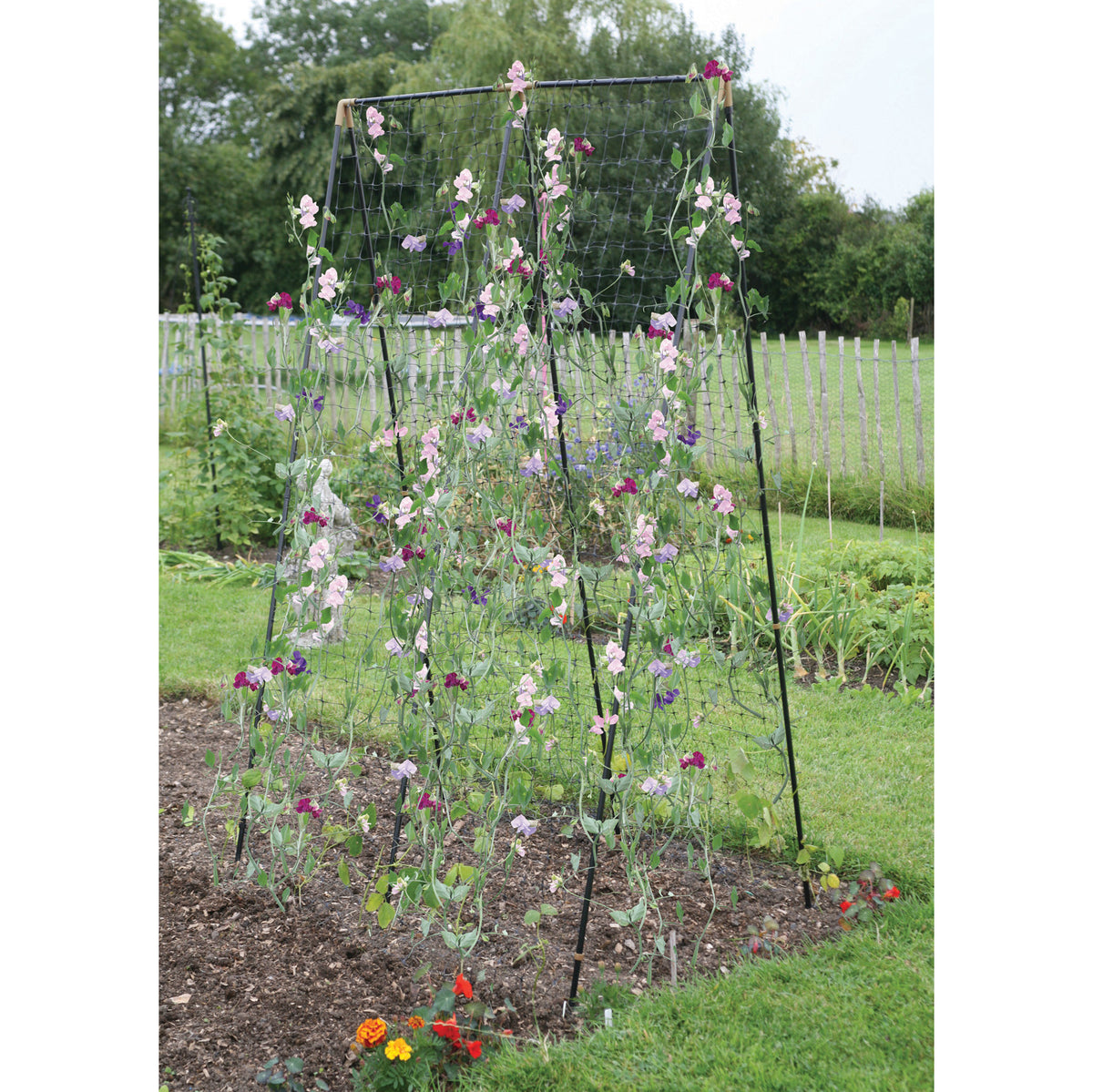 Pea &amp; Bean Steel Frame