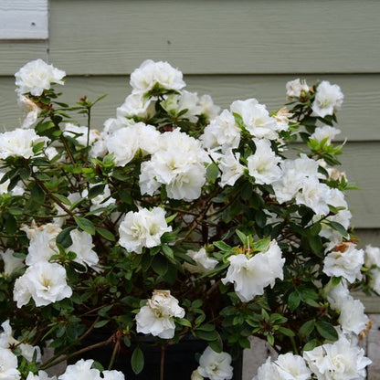 Perfecto Mundo® Double White Reblooming Azalea (Azalea &