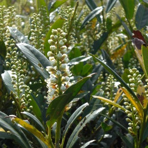 Otto Luyken Dwarf Cherry Laurel (Prunus L &