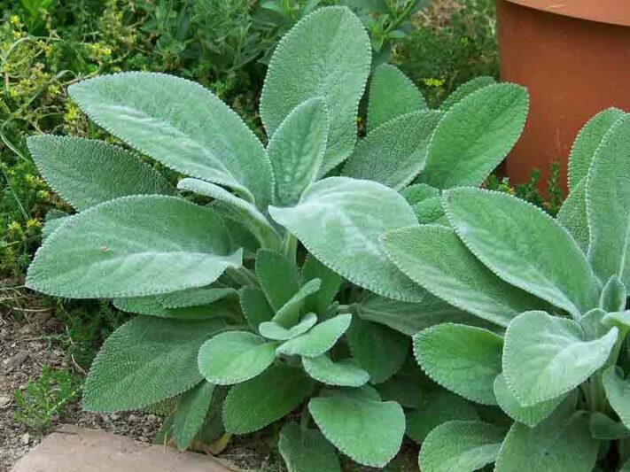 Lamb’s Ear, Woundwort (Stachys B &