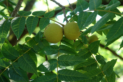 Black Walnut (Juglans nigra) - 3 gallon 2&