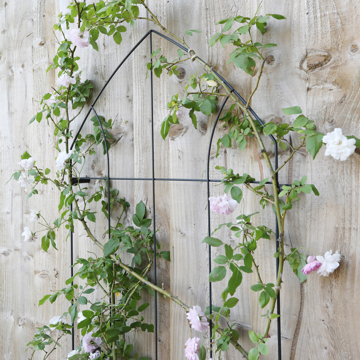 Gothic Wall Trellis RHS