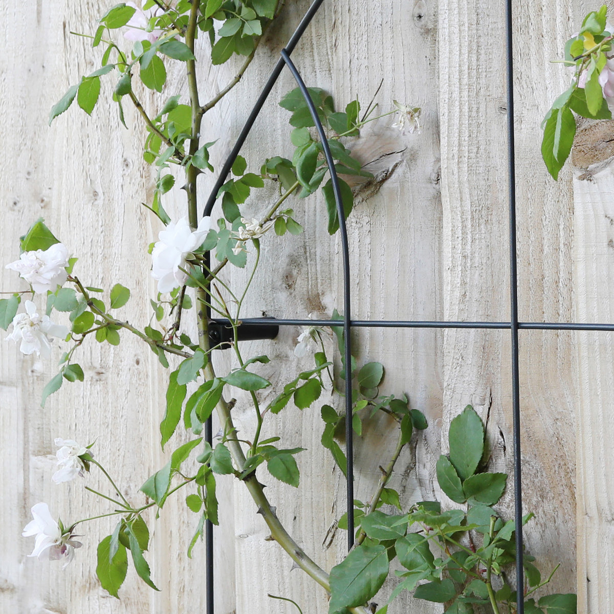 Gothic Wall Trellis RHS