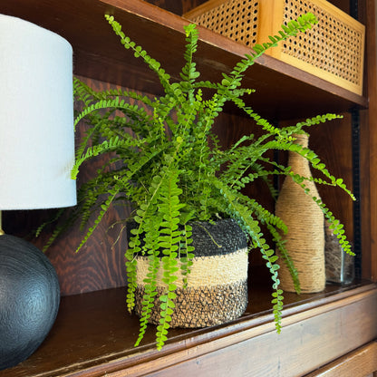 Lemon Button Fern (Nephrolepis Cordifolia &