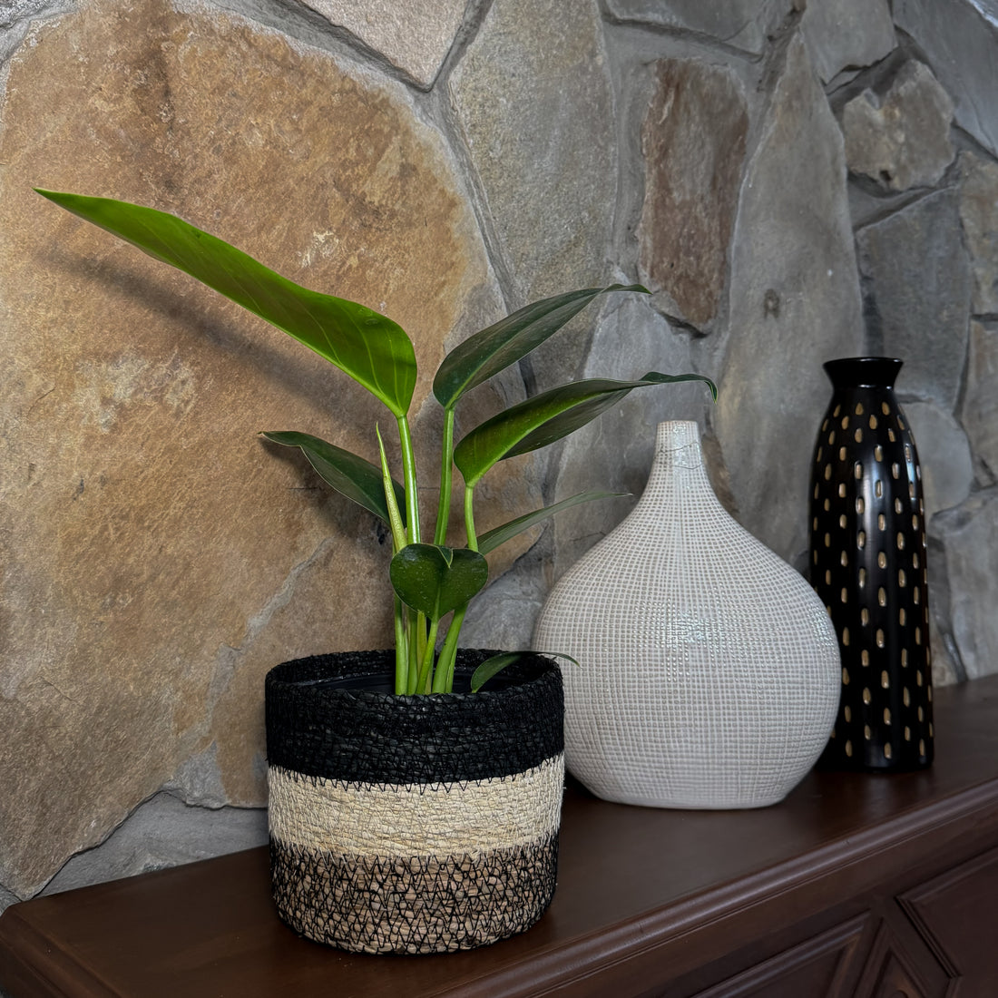 Philodendron Green Congo (Philodendron Tatei &