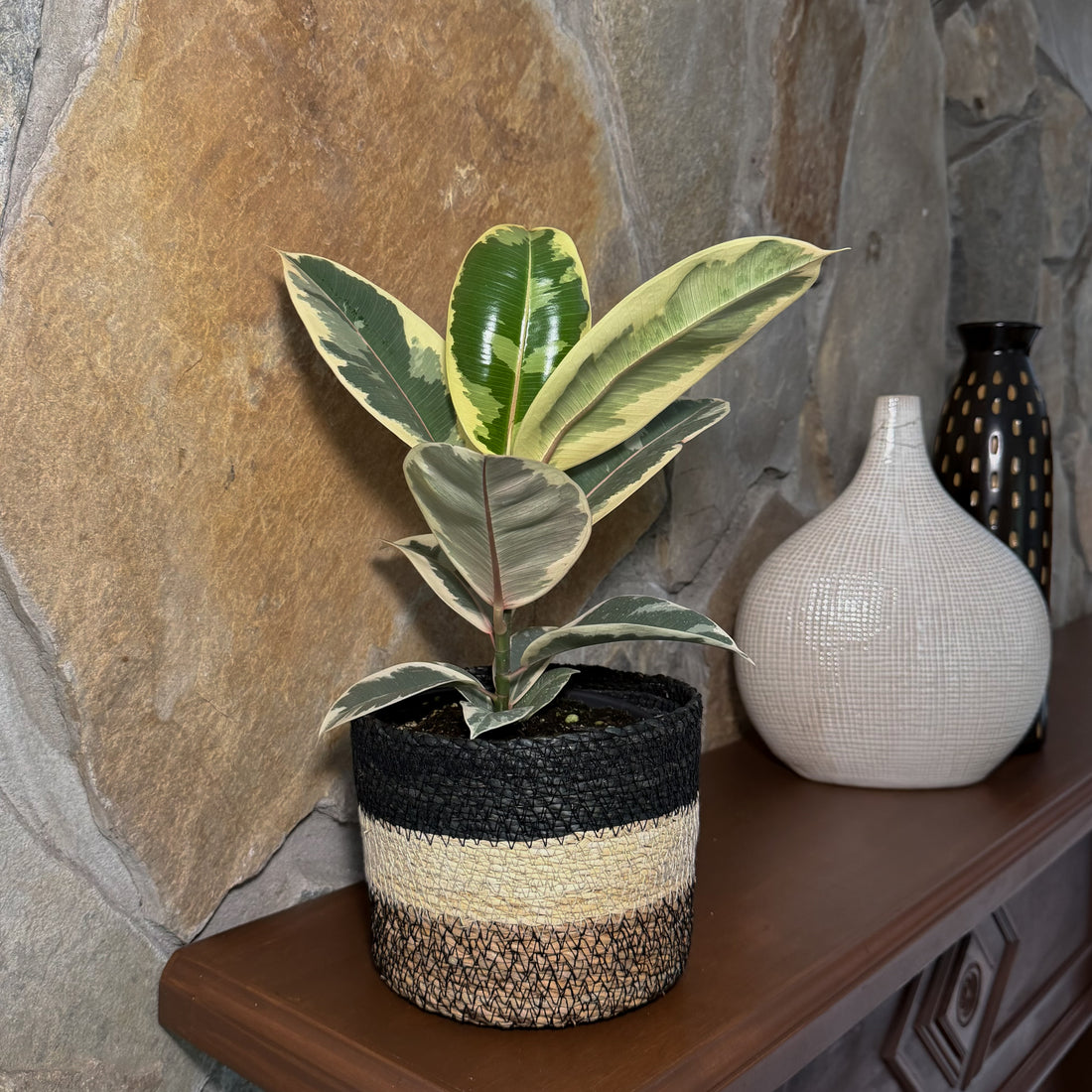 Variegated Rubber Plant (Ficus Elastica &