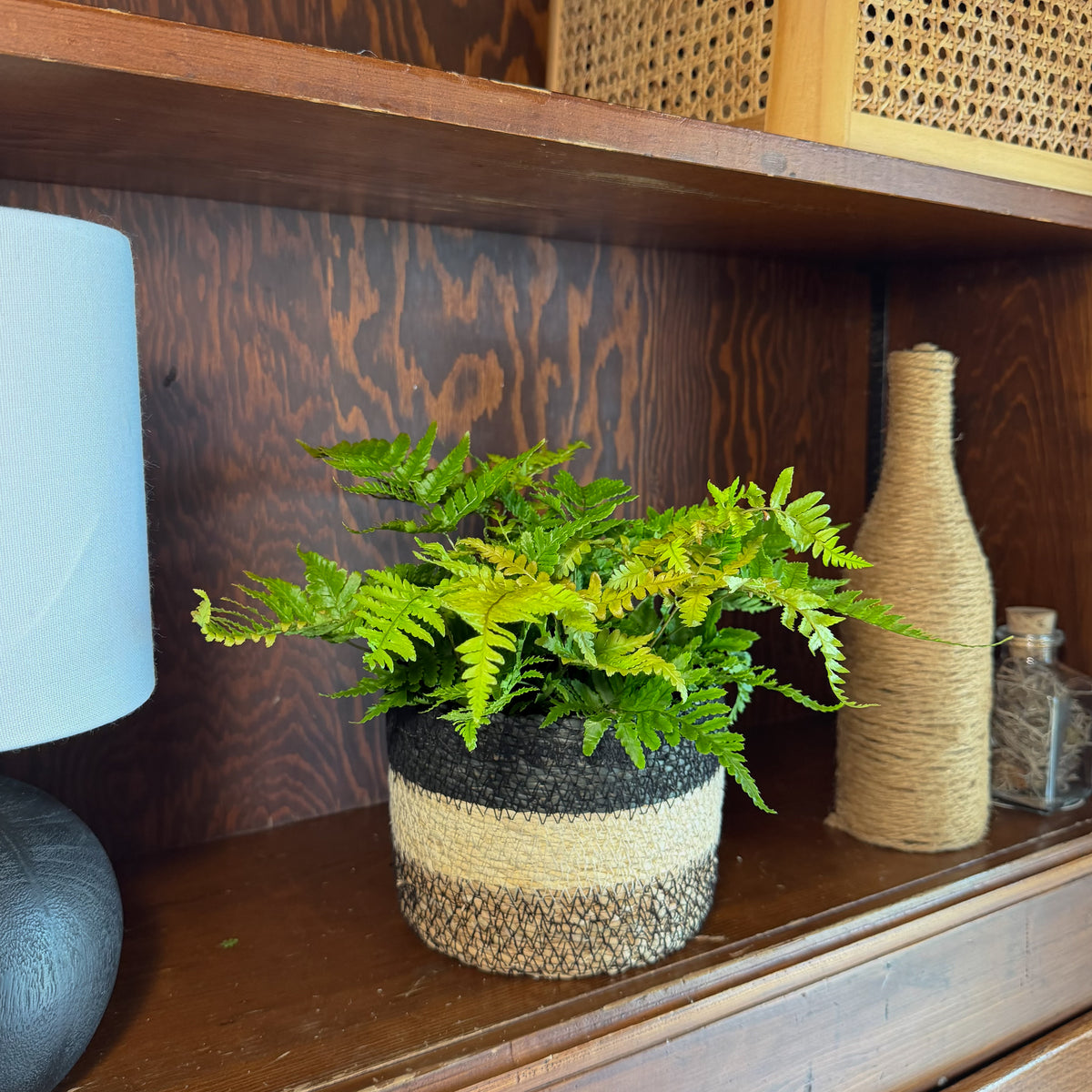 Autumn Fern (Dryopteris Erythrosora) - 6 Inch Indoor Houseplant