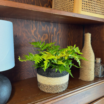 Autumn Fern (Dryopteris Erythrosora) - 6 Inch Indoor Houseplant