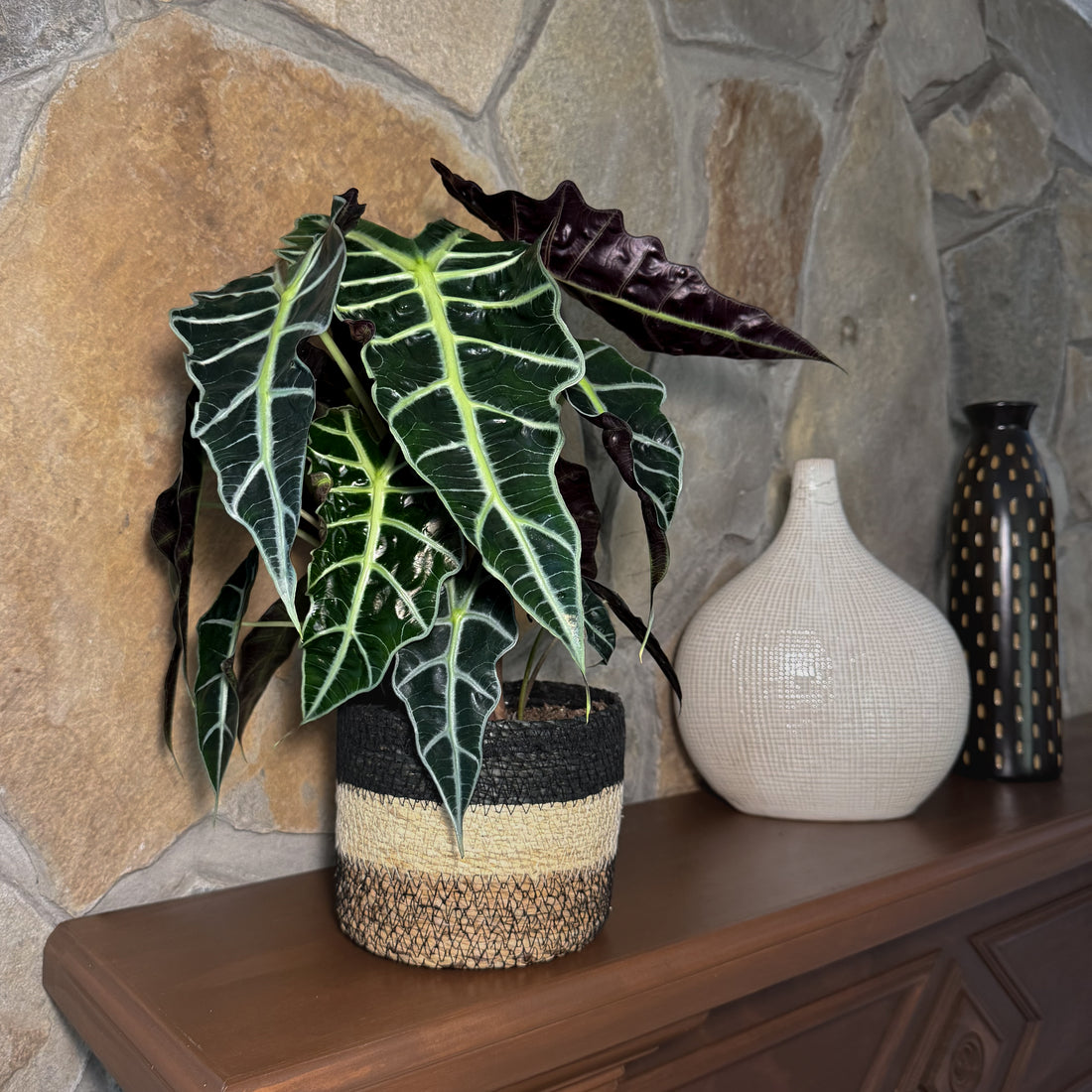 Alocasia Polly (Alocasia x Amazonica &