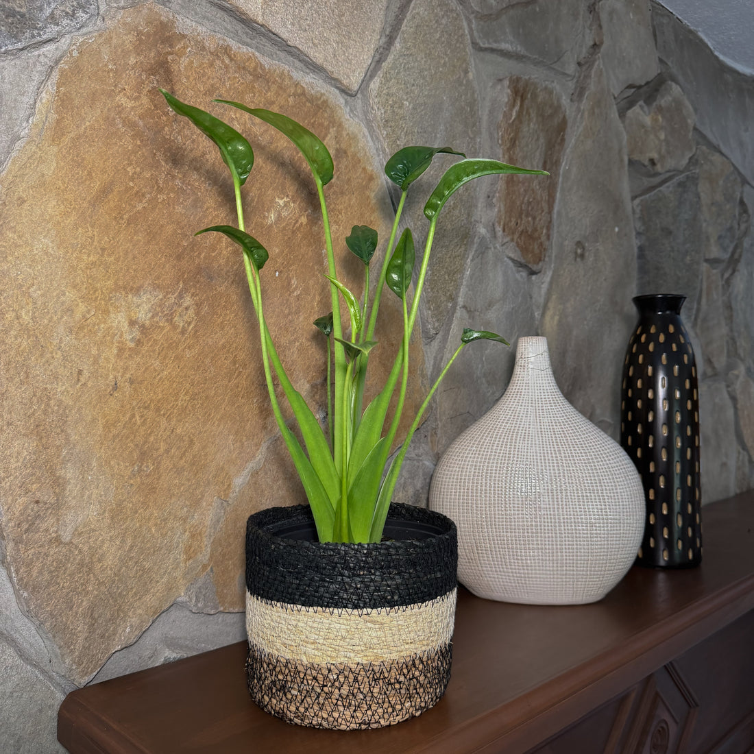 Alocasia Tiny Dancer (Alocasia Brisbanensis x Alocasia Odora &