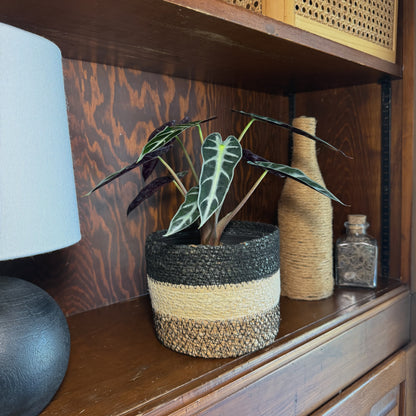 Alocasia Bambino (Alocasia Amazonica &