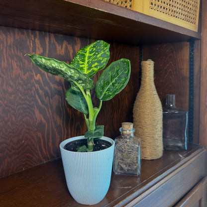 Dieffenbachia Reflector (Dieffenbachia Seguine &