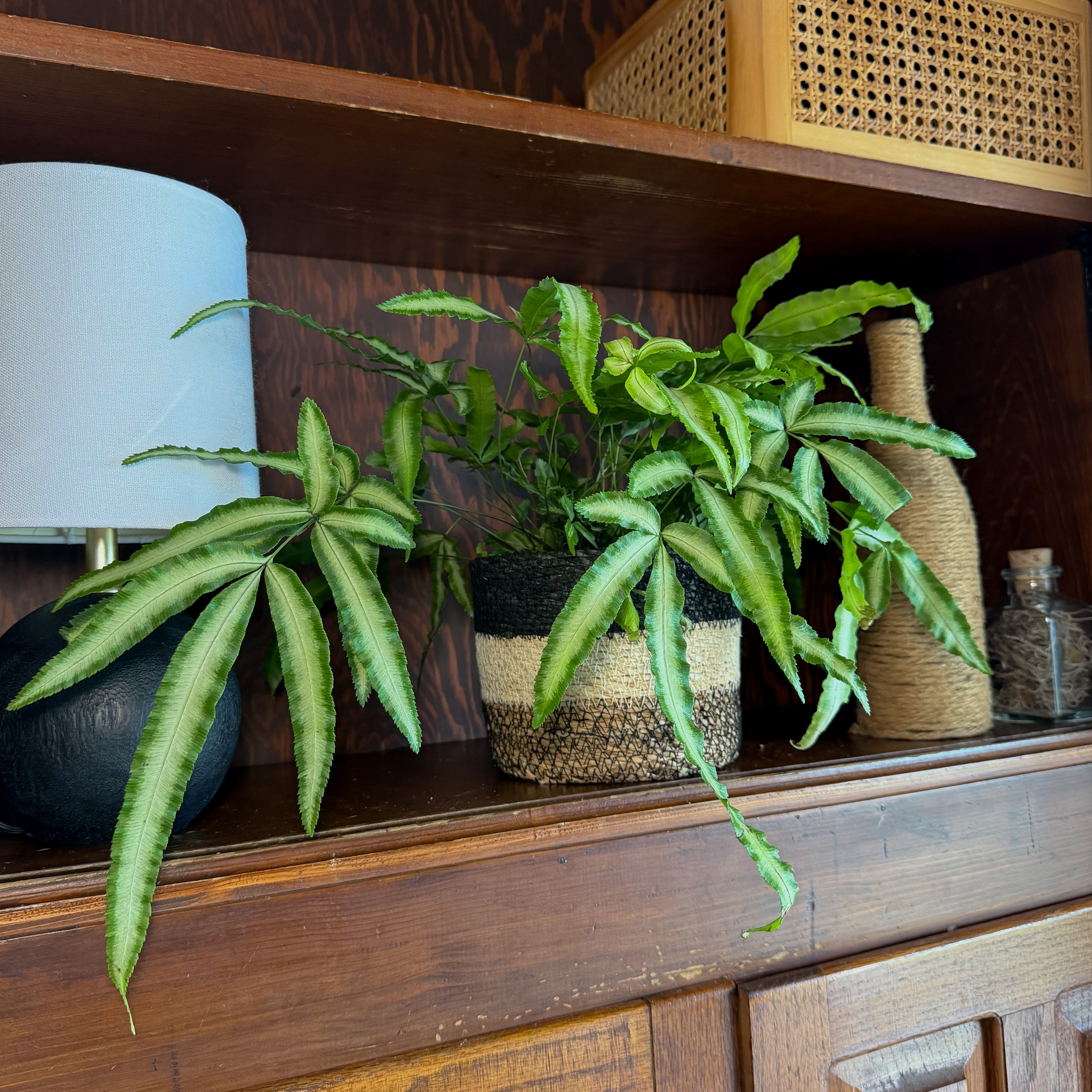 Silver Ribbon Fern (Pteris Cretica &