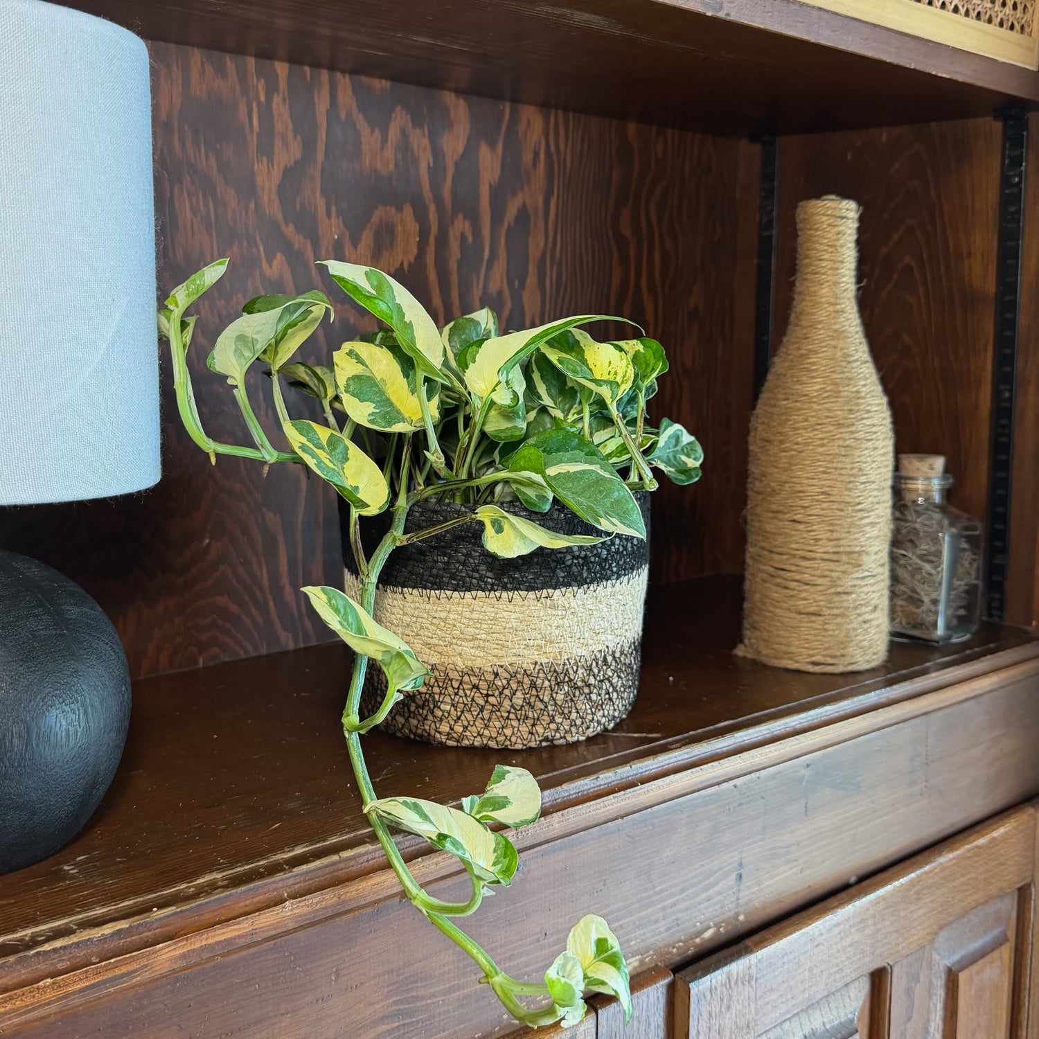 Pothos N&