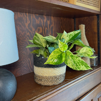 Pothos Marble Queen Hanging Basket (Epipremnum Aureum &