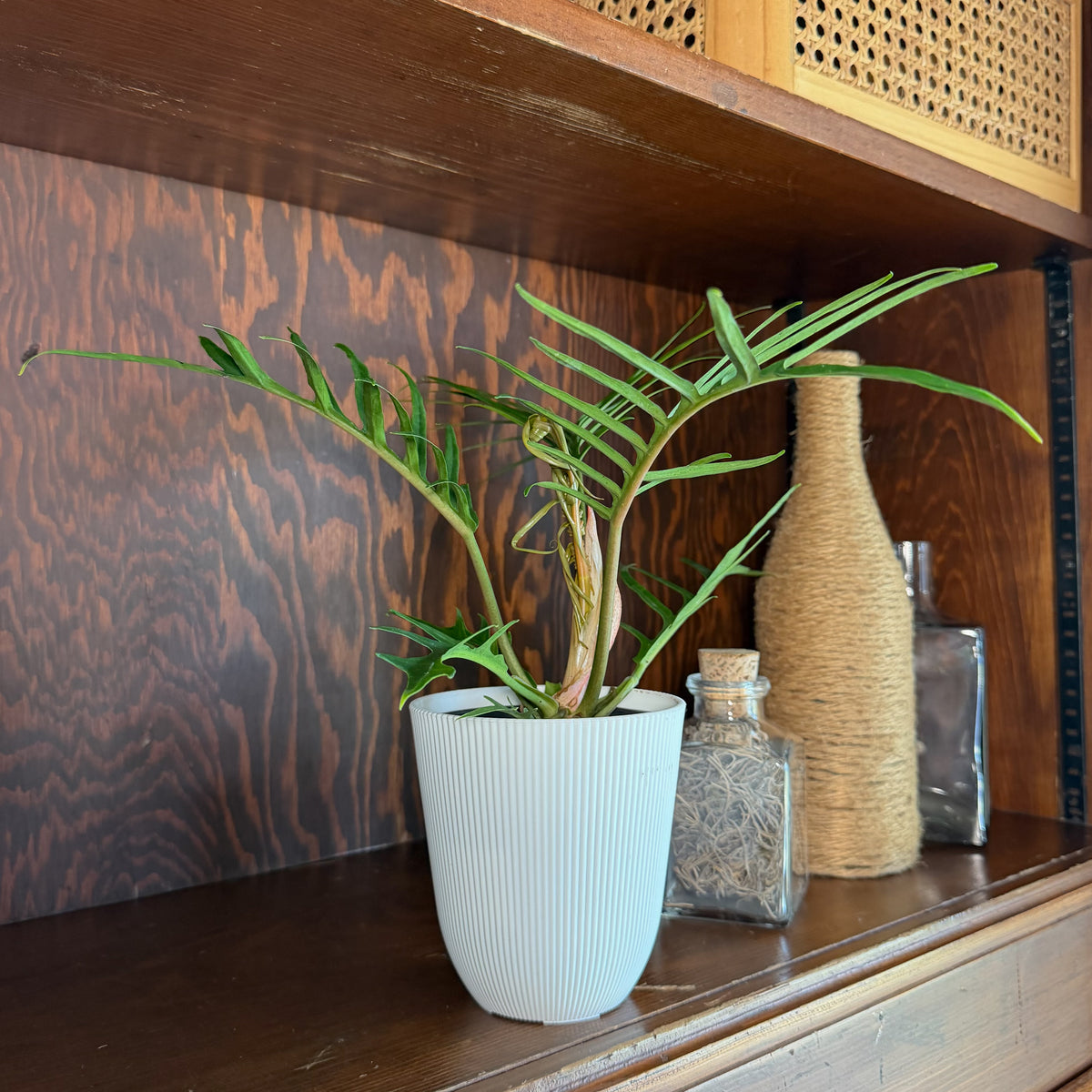 Philodendron Tortum (Philodendron Tortum M.L.Soares &amp; Mayo) - 4 Inch Indoor Houseplant
