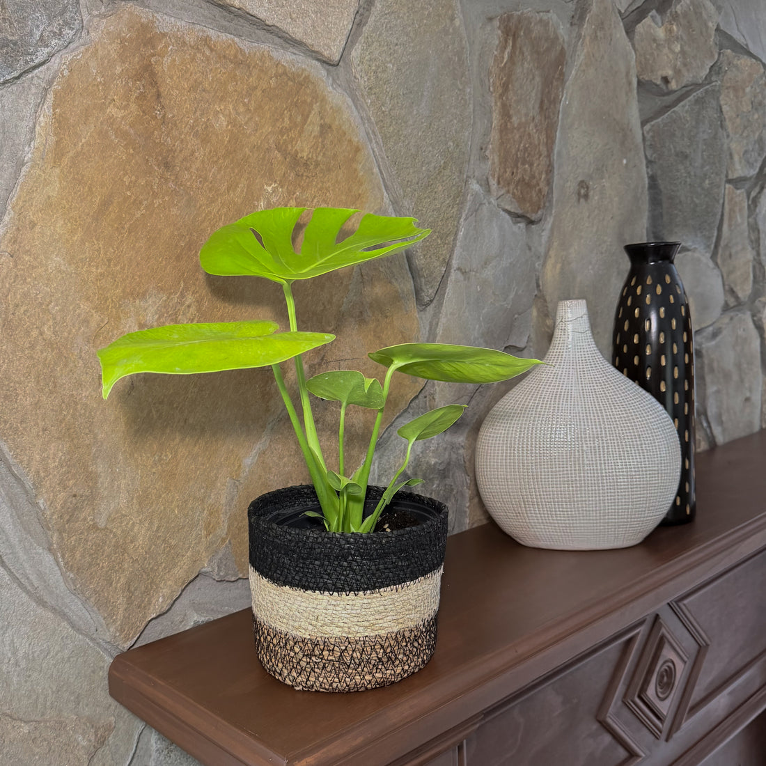 Monstera Super Golden (Monstera Deliciosa &