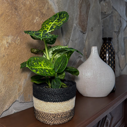 Dieffenbachia Reflector (Dieffenbachia Seguine &