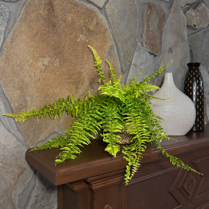 Tiger Stripe Boston Fern (Nephrolepis Exaltata &