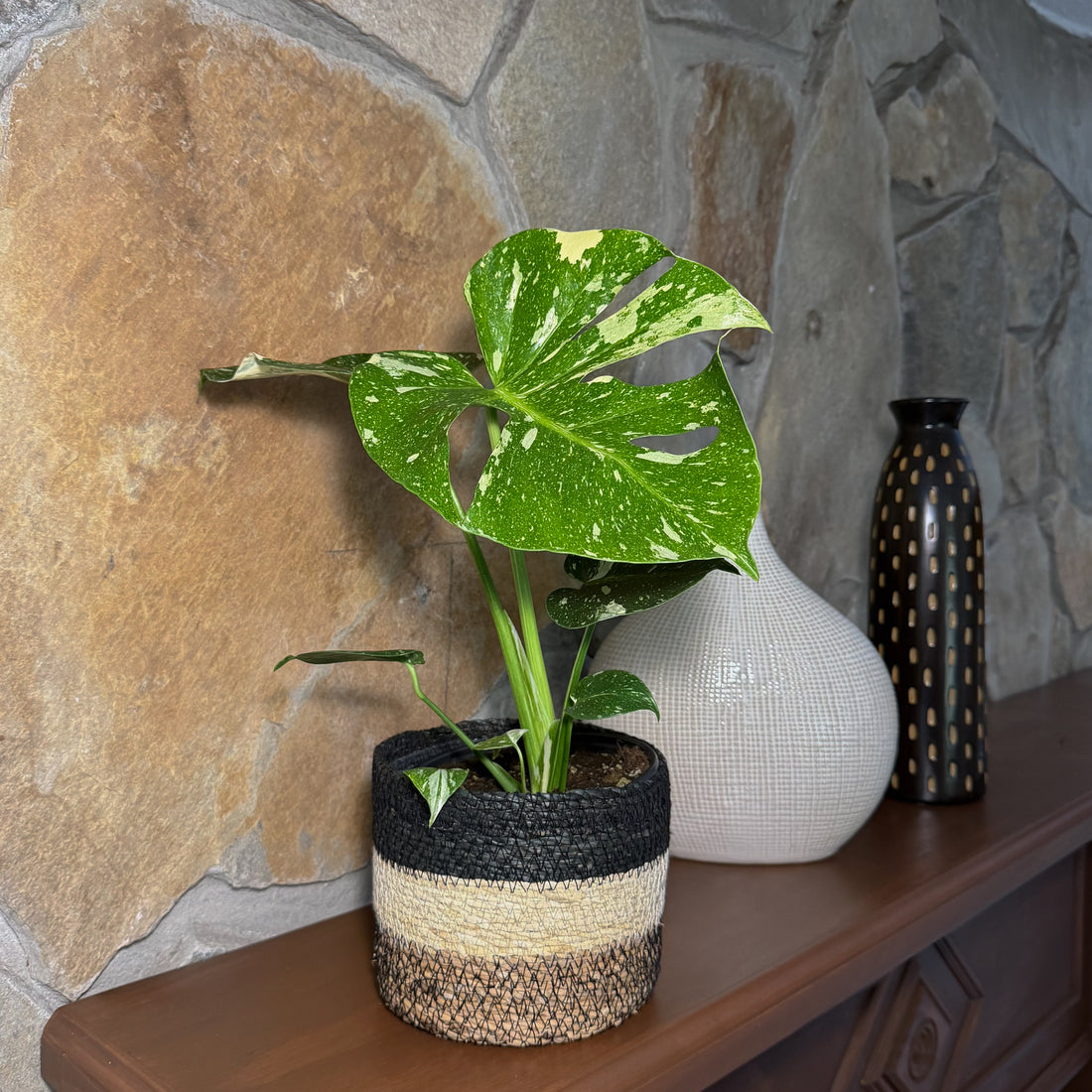 Monstera Thai Constellation (Monstera Deliciosa &