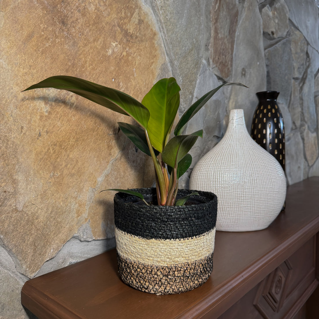 Philodendron Rojo Congo (Philodendron Tatei &