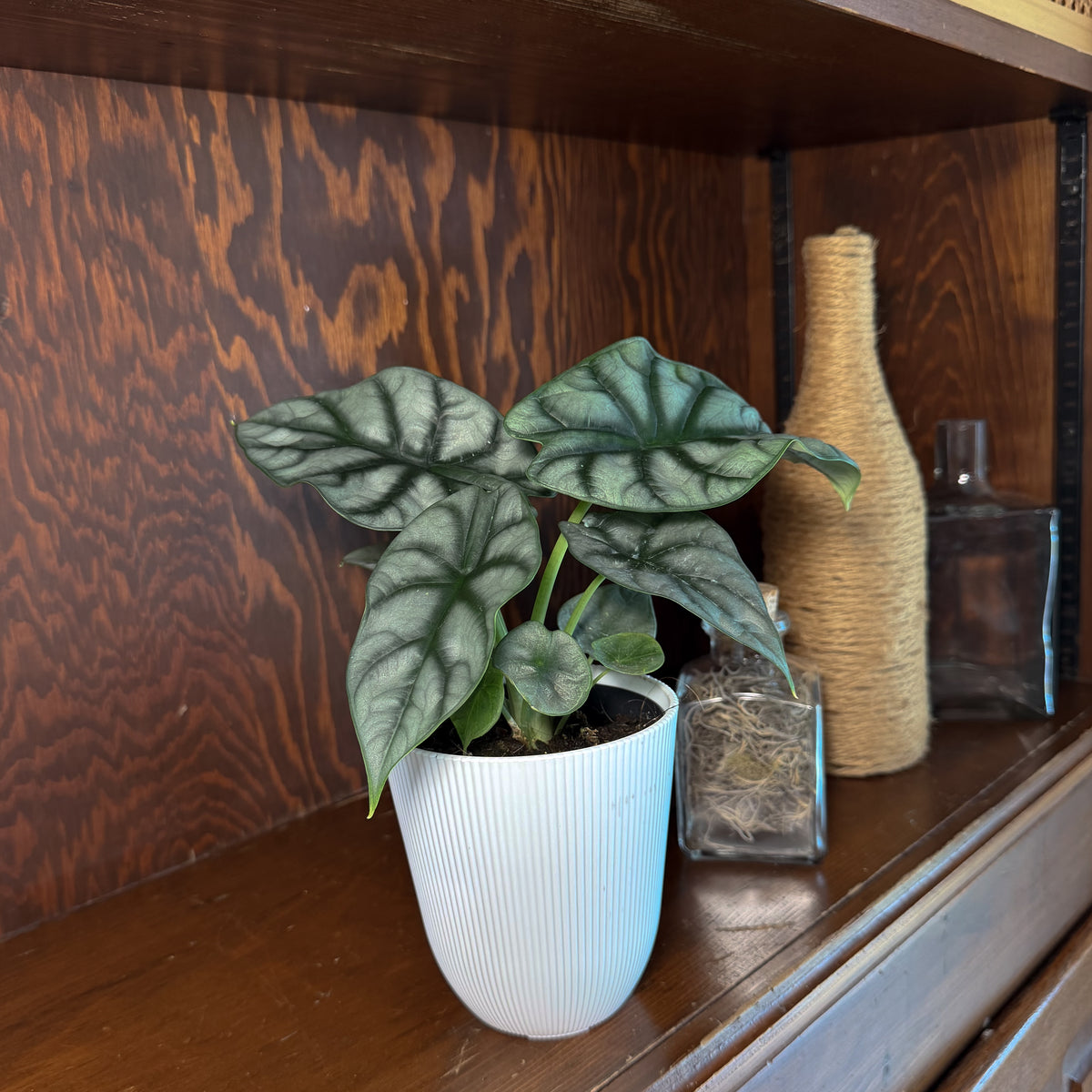 Alocasia Silver Dragon (Alocasia Baginda &
