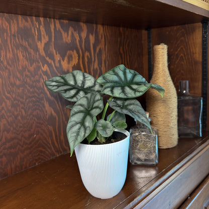 Alocasia Silver Dragon (Alocasia Baginda &