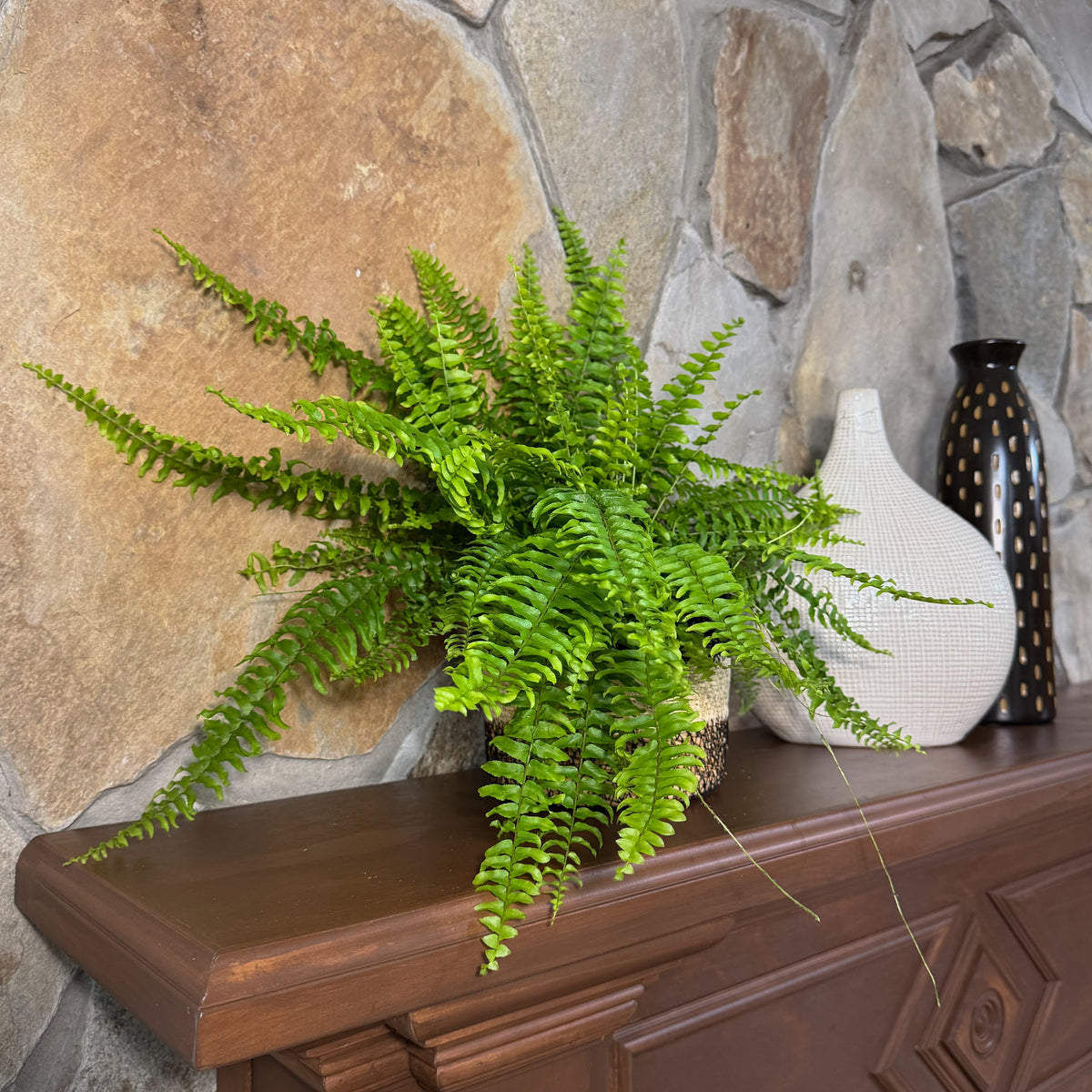 Compact Boston Fern (Nephrolepis Exaltata &