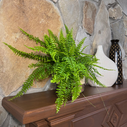 Compact Boston Fern (Nephrolepis Exaltata &
