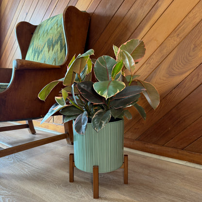 Ruby Rubber Tree (Ficus Elastica�&